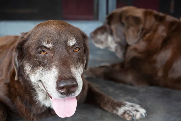 Chien Timide Coupable Est Chien Chasse Refuge Attendant Levant Les — Photo