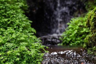 Güzel, parlak yeşil yosunlar büyüdü, pürüzleri örttü. 