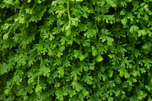 Belo musgo verde brilhante cresceu cobrir o áspero — Fotografia de Stock