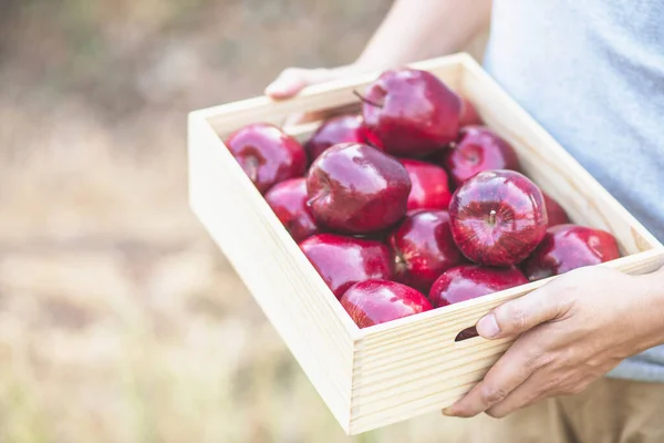 Organic fresh apples are non-toxic in the garden.