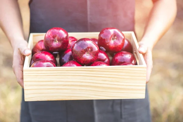Organic fresh apples are non-toxic in the garden.