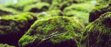 Yağmur ormanlarında doğal yeşil yosun.