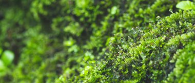 Ormanda doğal yeşil yosun