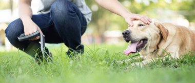 Köpek parkta yürüyor.