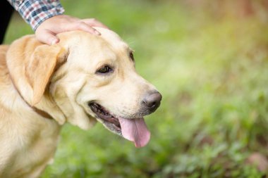 Köpek parkta yürüyor.