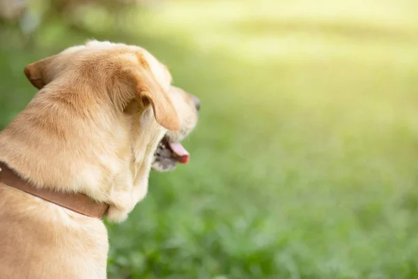 Cane Cammina Nel Parco — Foto Stock