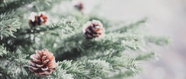 Eski moda hippi tarzında köknar ormanı olan puslu bir manzara.