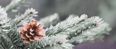 Çam ağacı yağmur damlaları, çiy damlaları