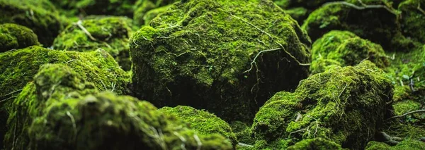 Musgo Verde Naturalmente Bonito Parque — Fotografia de Stock