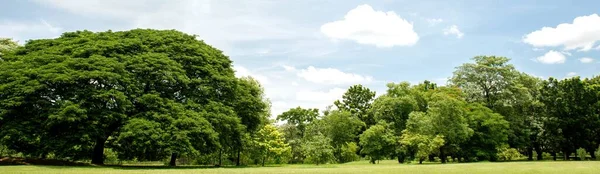 Árboles Verdes Jardín — Foto de Stock
