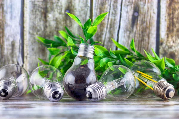 Plant growing inside the light bulb. Green eco energy concept.