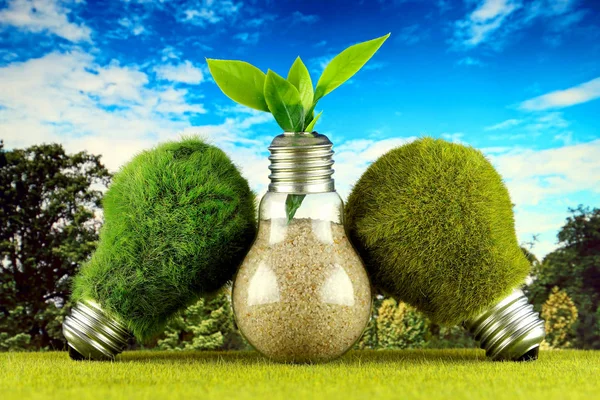 Green eco light bulbs with grass, plant growing inside the light bulb and blue sky background. Renewable energy concept.