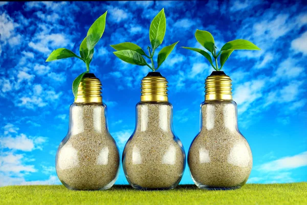 Green eco light bulbs on the grass and blue sky background, plants growing inside the light bulbs. Renewable energy concept.