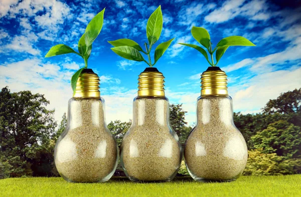 Green eco light bulbs on the grass and blue sky background, plants growing inside the light bulbs. Renewable energy concept.