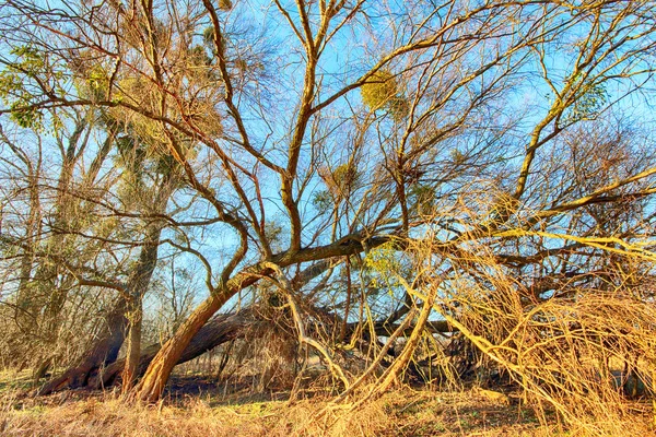 Natureza Selvagem Intocada Sunny Dia Primavera Wroclaw Polônia — Fotografia de Stock