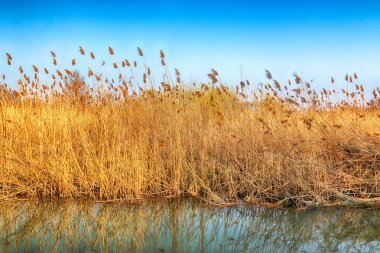 Vahşi, dokunulmamış doğa. Güneşli, bahar günü Wroclaw, Polonya.
