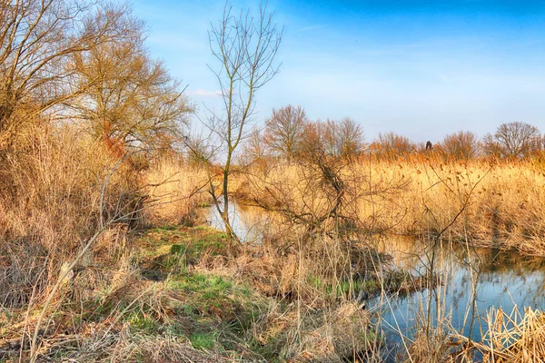 Wild Untouched Nature Sunny Spring Day Wroclaw Poland — Stock Photo, Image