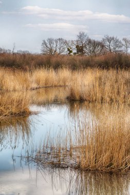 Vahşi, dokunulmamış doğa. Güneşli, bahar günü Wroclaw, Polonya.