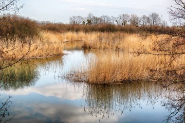 Vahşi, dokunulmamış doğa. Güneşli, bahar günü Wroclaw, Polonya.