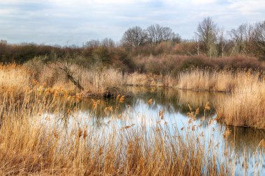 Vahşi, dokunulmamış doğa. Güneşli, bahar günü Wroclaw, Polonya.