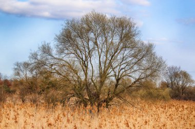 Büyük güzel ağaç ve bulutlar. Vahşi, el değmemiş doğa. Güneşli, Bahar günü Wroclaw, Polonya.