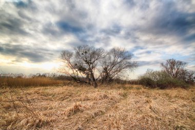 Büyük güzel ağaç ve bulutlar. Vahşi, el değmemiş doğa. Güneşli, Bahar günü Wroclaw, Polonya.