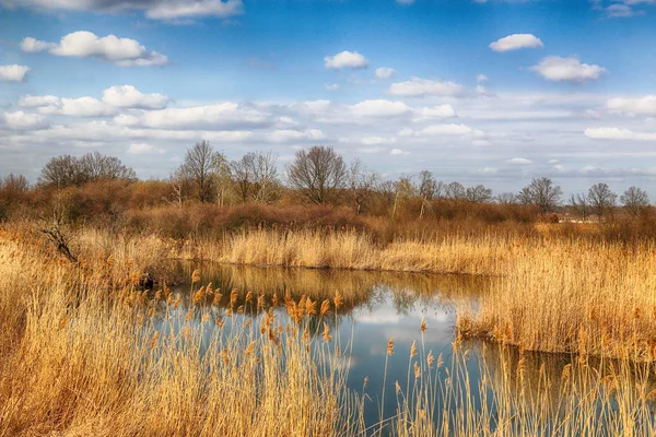 Naturaleza Salvaje Intacta Soleado Día Primavera Wroclaw Polonia — Foto de Stock