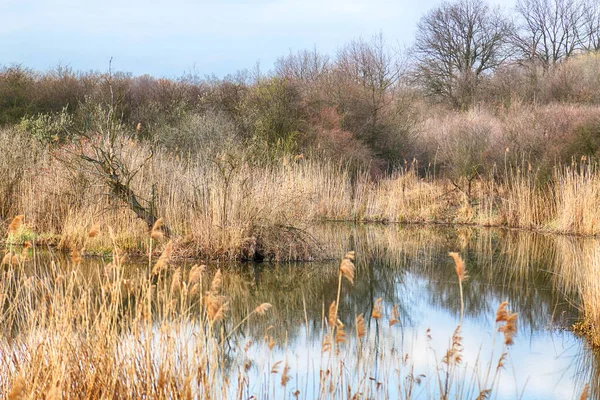 Nature Sauvage Intacte Ensoleillé Jour Printemps Wroclaw Pologne — Photo