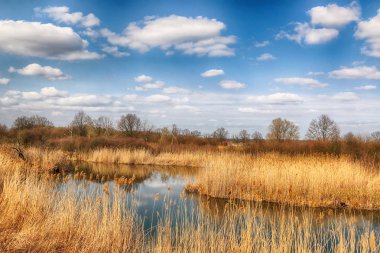 Vahşi, dokunulmamış doğa. Güneşli, bahar günü Wroclaw, Polonya.