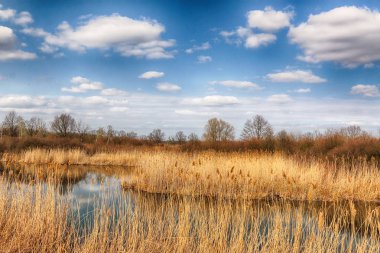Vahşi, dokunulmamış doğa. Güneşli, bahar günü Wroclaw, Polonya.