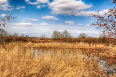 Vahşi, dokunulmamış doğa. Güneşli, bahar günü Wroclaw, Polonya.