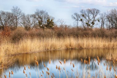 Vahşi, dokunulmamış doğa. Güneşli, bahar günü Wroclaw, Polonya.