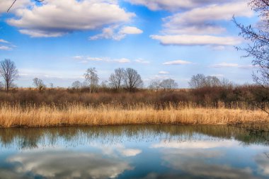 Vahşi, dokunulmamış doğa. Güneşli, bahar günü Wroclaw, Polonya.