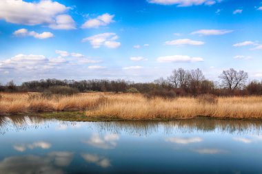 Vahşi, dokunulmamış doğa. Güneşli, bahar günü Wroclaw, Polonya.