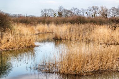 Vahşi, dokunulmamış doğa. Güneşli, bahar günü Wroclaw, Polonya.