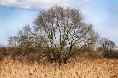 Büyük güzel ağaç ve bulutlar. Vahşi, el değmemiş doğa. Güneşli, Bahar günü Wroclaw, Polonya.