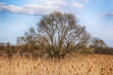 Büyük güzel ağaç ve bulutlar. Vahşi, el değmemiş doğa. Güneşli, Bahar günü Wroclaw, Polonya.