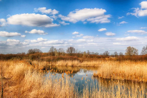 Wild, untouched nature. Sunny, spring day in Wroclaw, Poland.