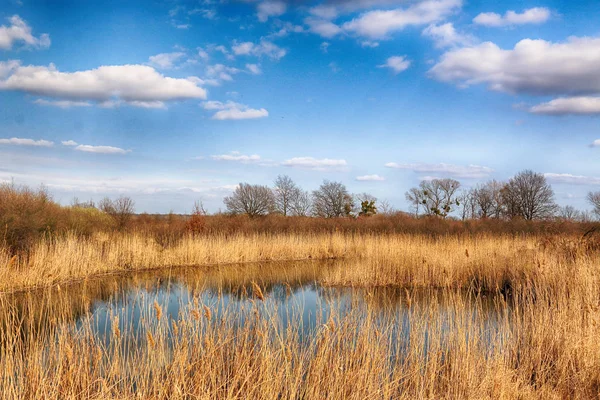 Wild Untouched Nature Sunny Spring Day Wroclaw Poland — Stock Photo, Image