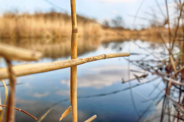 Nature Sauvage Intacte Ensoleillé Jour Printemps Wroclaw Pologne — Photo