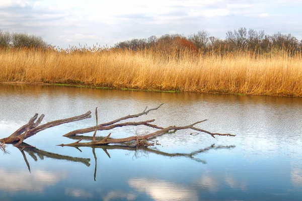 Wild, untouched nature. Sunny, spring day in Wroclaw, Poland.