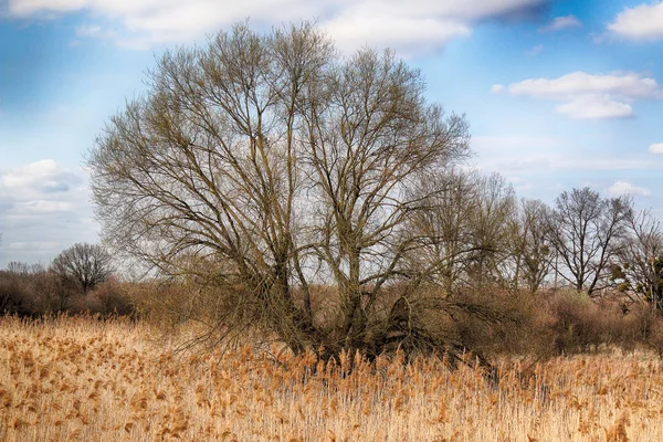 Großer Schöner Baum Und Wolken Wilde Unberührte Natur Sonnig Frühlingstag — Stockfoto
