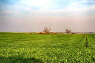 Yeşil alanlar arasında bir kir yolu.