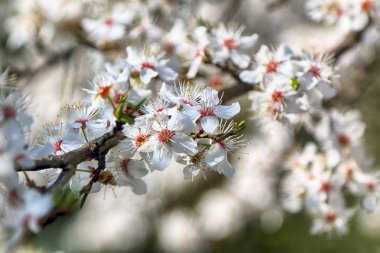 Mirabelle Erik Blossom, aynı zamanda Mirabelle Prune veya kiraz Erik olarak bilinen (Prunus Domestica).