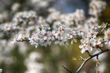 Mirabelle Erik Blossom, aynı zamanda Mirabelle Prune veya kiraz Erik olarak bilinen (Prunus Domestica).