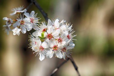 Mirabelle Erik Blossom, aynı zamanda Mirabelle Prune veya kiraz Erik olarak bilinen (Prunus Domestica).