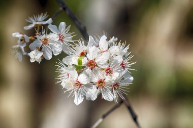 Mirabelle Erik Blossom, aynı zamanda Mirabelle Prune veya kiraz Erik olarak bilinen (Prunus Domestica).