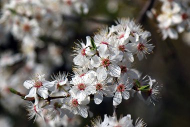 Mirabelle Erik Blossom, aynı zamanda Mirabelle Prune veya kiraz Erik olarak bilinen (Prunus Domestica).