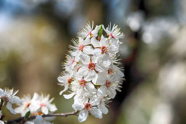 Mirabelle Erik Blossom, aynı zamanda Mirabelle Prune veya kiraz Erik olarak bilinen (Prunus Domestica).
