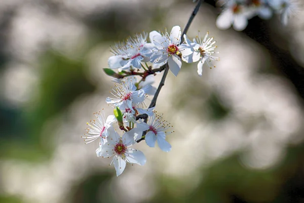 ミラベルプルーンやチェリープラムとしても知られるミラベル梅の花 ソメイヨシノ交響曲 — ストック写真